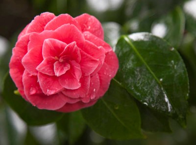 Washington Park Arboretum