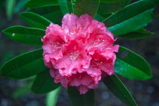 Washington Park Arboretum