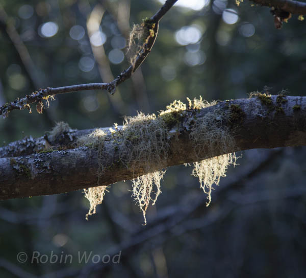 Three illuminated pieces of Old Man's Beard.