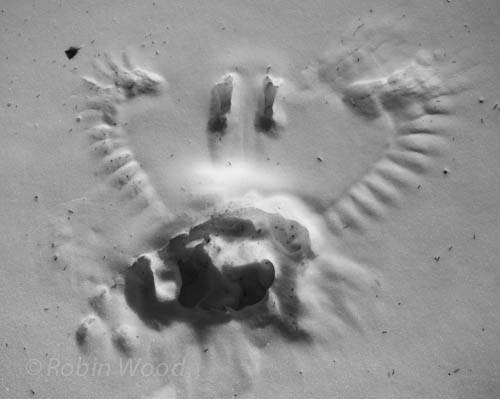 Close-up of an imprint left by a hunting raven. 