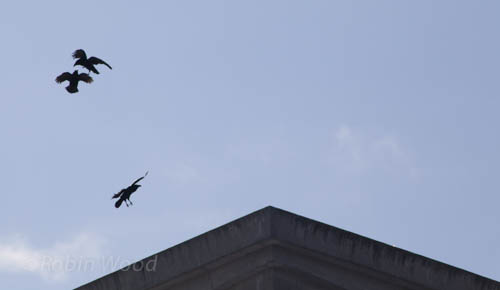 Ravens play in high winds above UAF's Fine Art Complex. April 17, 2013.