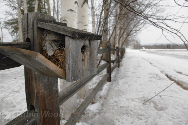 A beehive in a bird house at Creamers Field, late April, 2013.