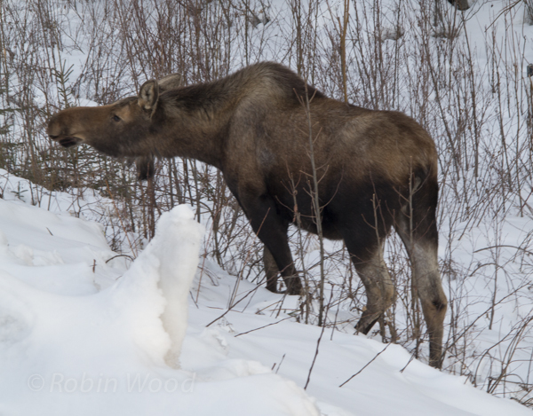 A moose munches off Farmers Loop Rd.