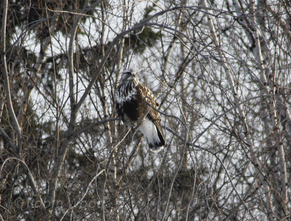 RoughLeggedHawk