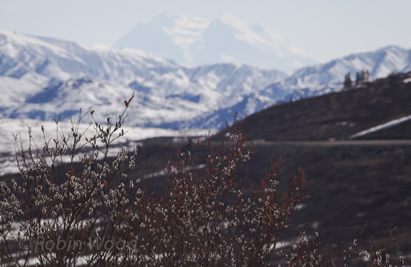 Budding pussy willows with Denali in the background. 
