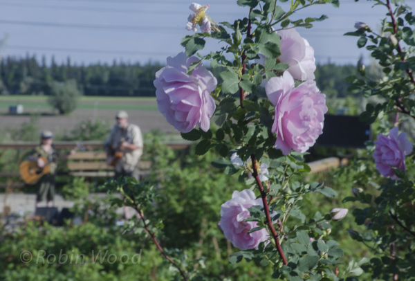 Roses in the foreground, musicians in the background.
