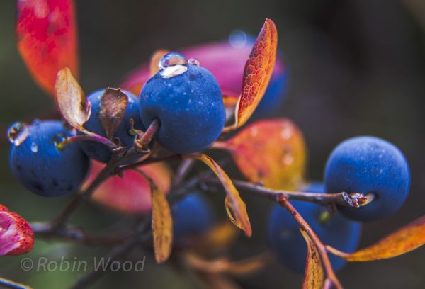Berries topped with dew rest on a branch. 