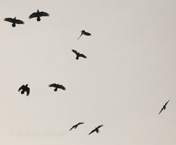 Ravens play on a windy Halloween day.