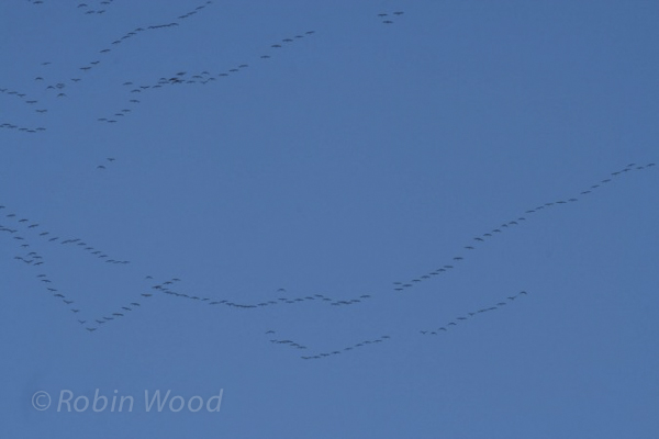 Migrating Canada geese.