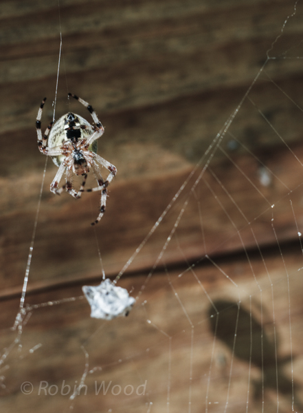 Securing the pray for later consumption, July 11, 2010.